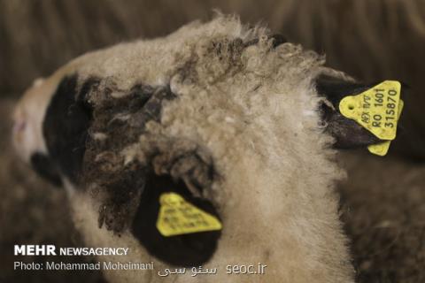 بارور شدن ۳۴ گوسفند با قدیمی ترین اسپرم جهان
