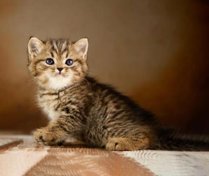 گربه پرشین عروسكی