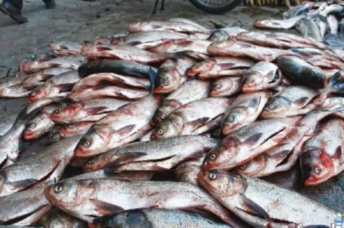 ساخت دو واکسن ایرانی برای راندمان در صنعت آبزیان