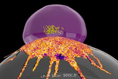راز مقاومت سلول های سرطانی در مقابل سیستم ایمنی کشف شد