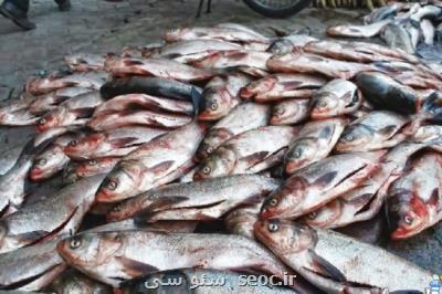 ساخت دو واکسن ایرانی برای راندمان در صنعت آبزیان