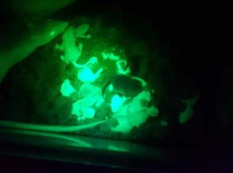 رت فلورسنت برای ردیابی دقیق تغییرات سلولی تولید شد