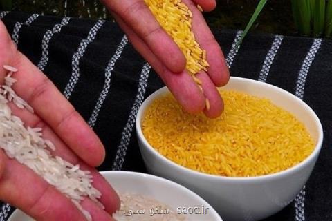 كشت برنج تراریخته در دنیا تجاری نشده است، ایران واردكننده نیست