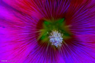 تولید داروی گیاهی برای درمان پاركینسون