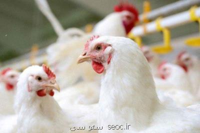 استفاده از فناوری نانو برای حل مقاومت آنتی بیوتیكی در مرغ ها