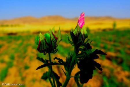 پایگاه داده های گیاهان دارویی زیست بوم ایران راه اندازی می شود