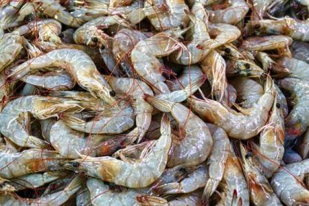 تولید پوسته مقاوم در مقابل گلوله، لیزر و میكروب با میگو